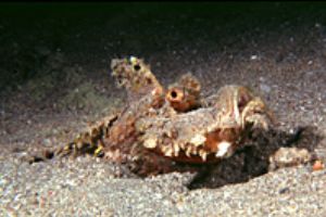 red sea eilat- aqatica 90 with 60mm lens. by Smulik Blum 
